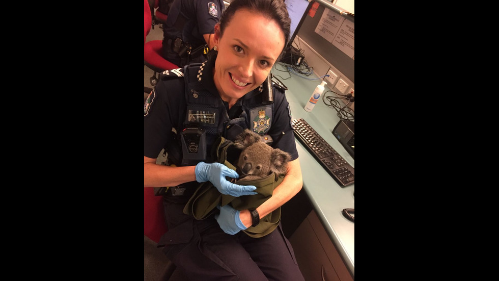 В Австралия откриха коала в чантата на 50-годишна жена