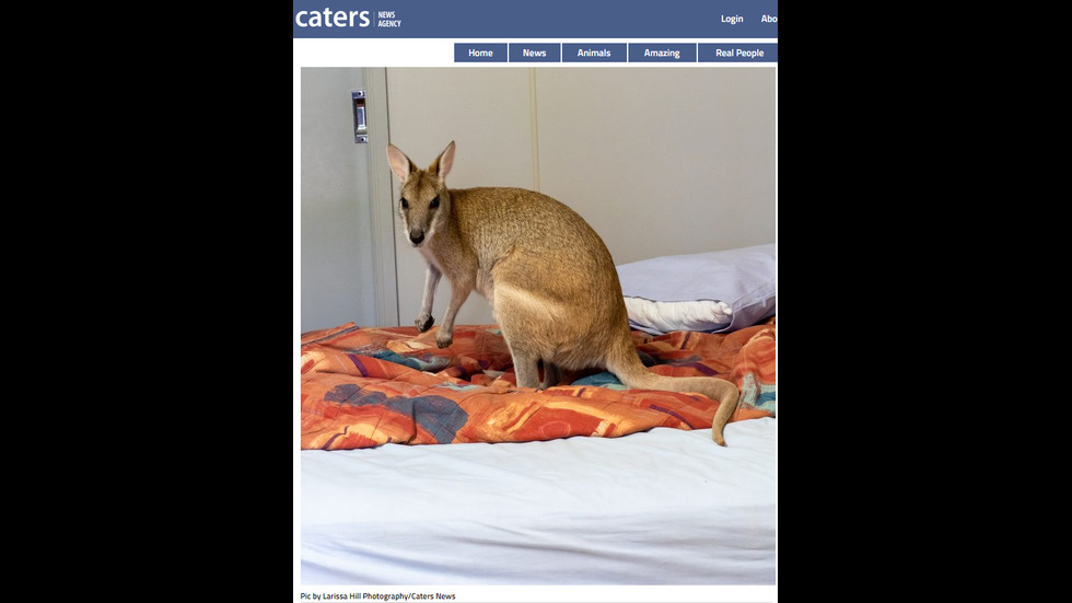 Диво уолаби заспа в леглото на австралийка