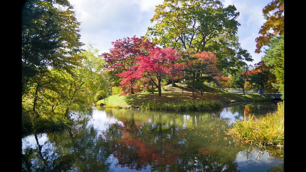 Есенна Япония - страната, в която ходят на "лов за листа"