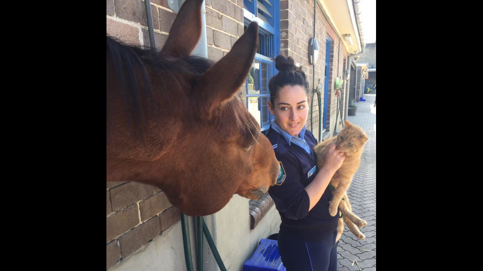 Котката полицай