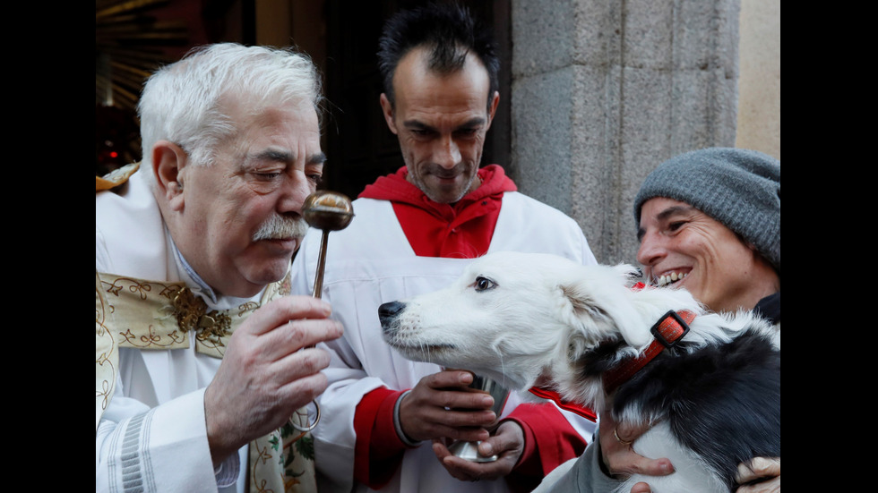 Кучета чакаха ред, за да бъдат благословени от свещеник