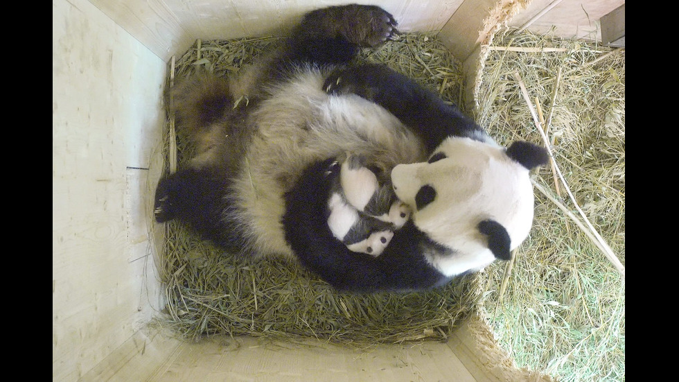 В зоопарка във Виена щастливи от раждането на женска панда