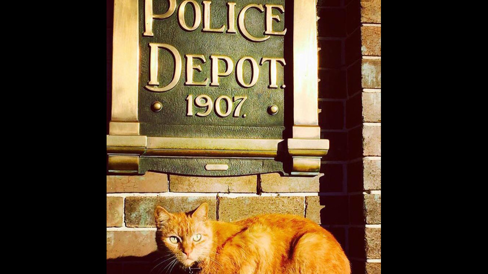 Котката полицай