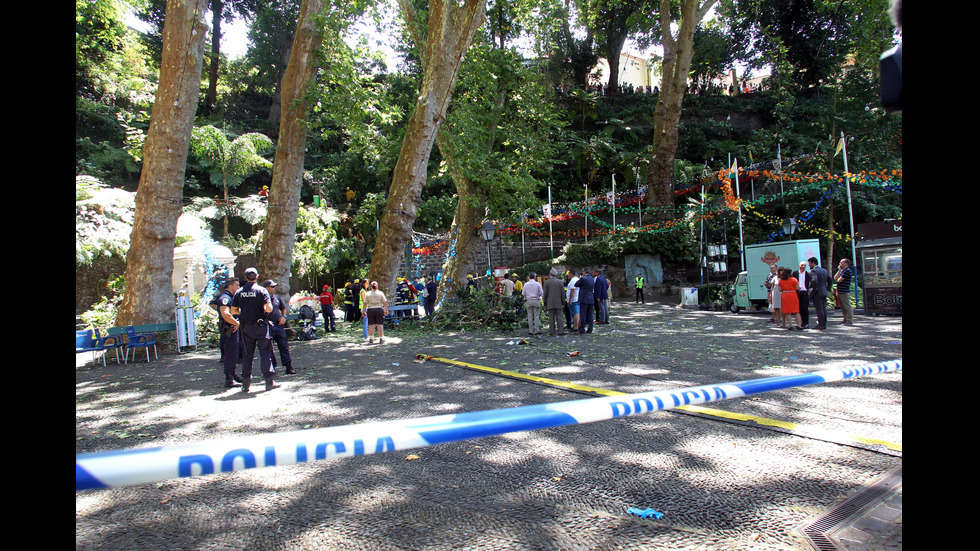 11 души са убити при падане на високо дърво на остров Мадейра