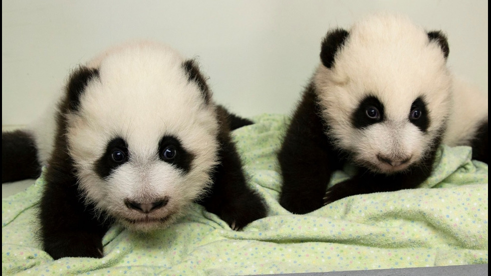 Бебетата панди в зоопарка в Атланта вече имат имена
