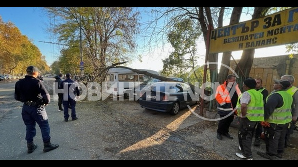 Клон падна върху пет коли в Бургас