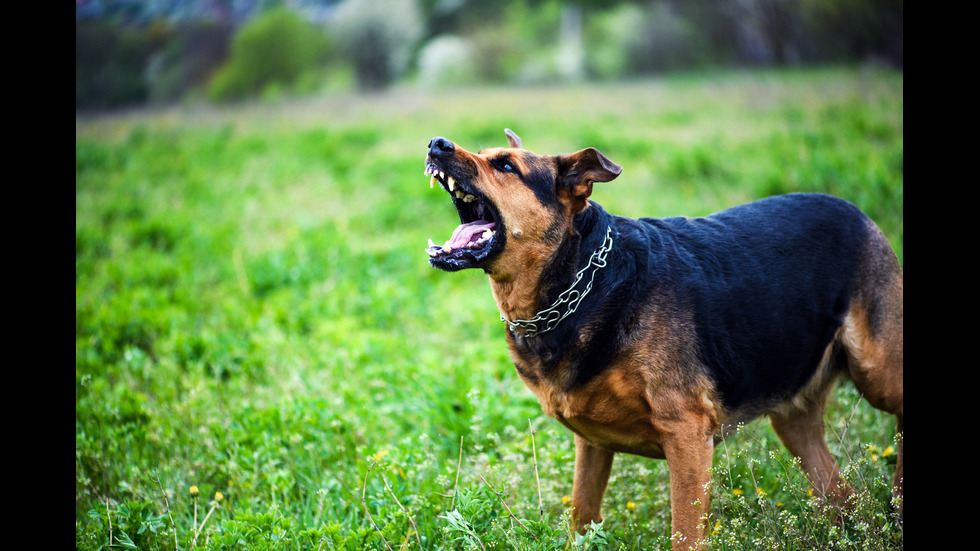 Как да действаме при среща с агресивно куче