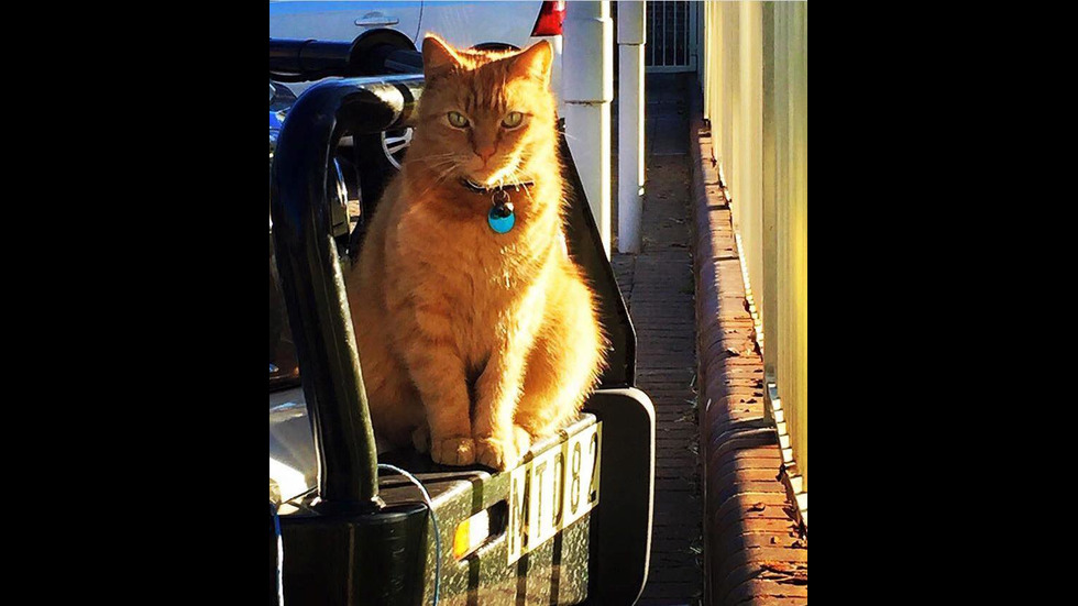 Котката полицай