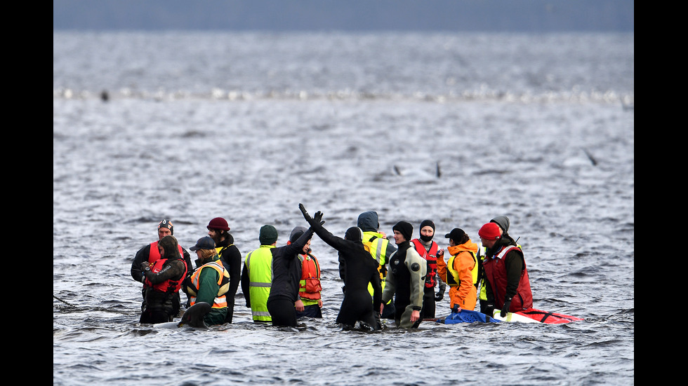Спасители се опитват да помогнат на китове, заседнали в плитчините край Тасмания