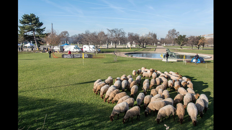 Овце излязоха на паша край Лувъра
