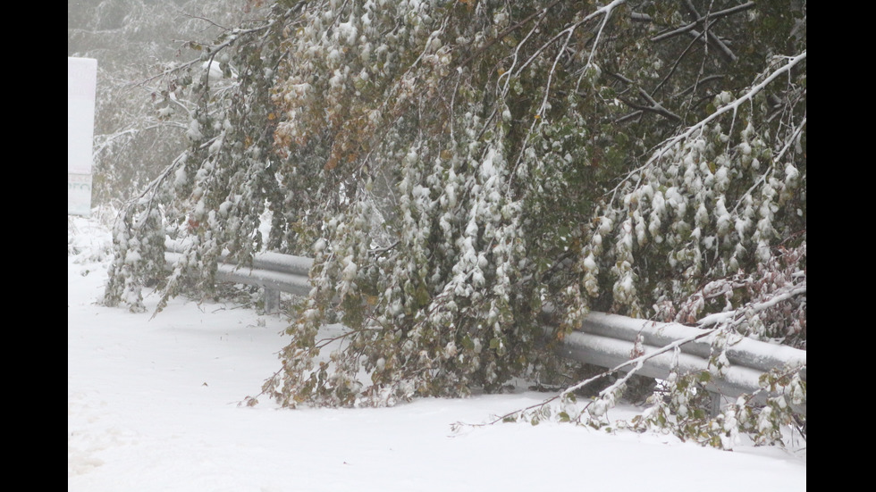 Снегът повали десетки дървета на Бузлуджа