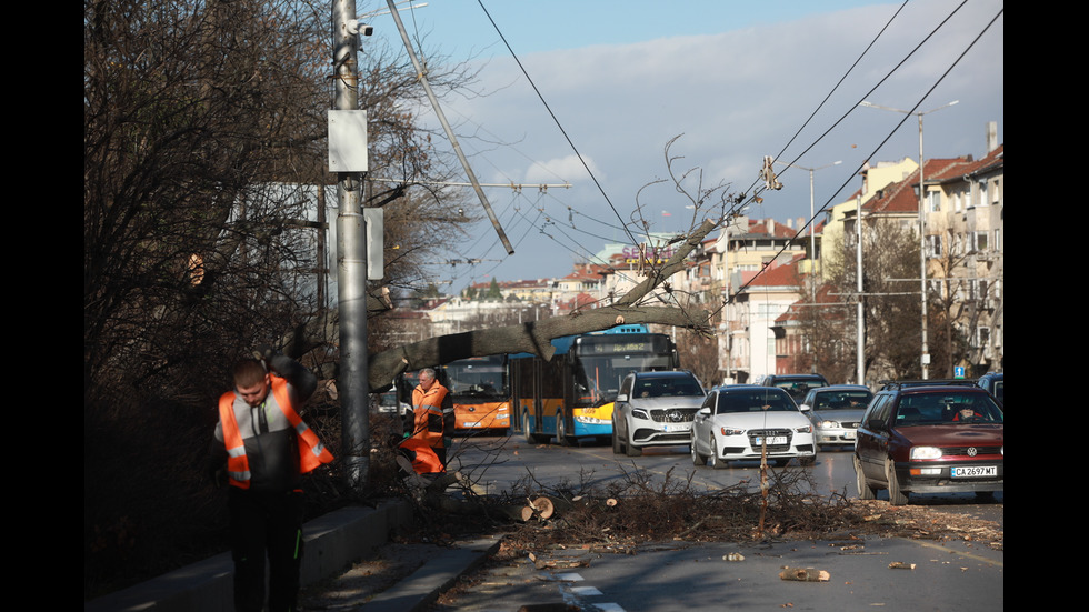 БУРЕН ВЯТЪР: Десетки сигнали за паднали клони и дървета в София