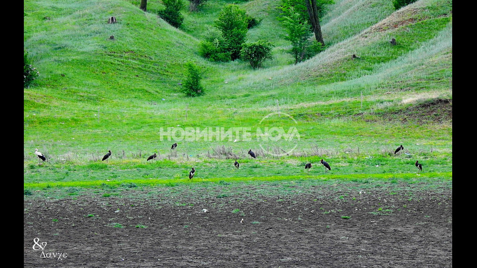 ОТ „МОЯТА НОВИНА”: Черни щъркели на гости в разградско село