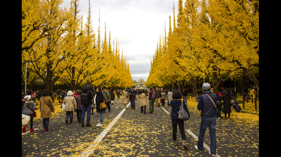 Есенна Япония - страната, в която ходят на "лов за листа"