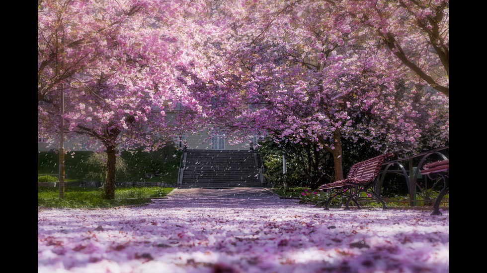Сакура – розовата прелест на Япония