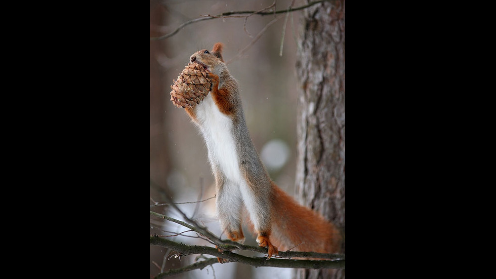 Играта на катеричките