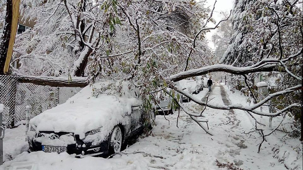 София осъмна със стотици паднали клони и дървета