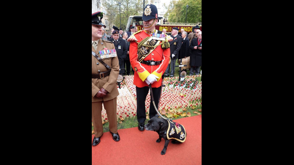 Принц Хари отново в униформа – отдаде почит на загинали войници