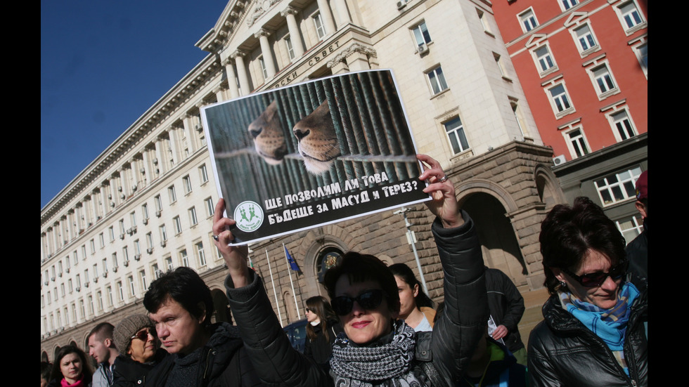 ЗАРАДИ ДВЕТЕ ЛЪВЧЕТА: Протест под прозорците на властта