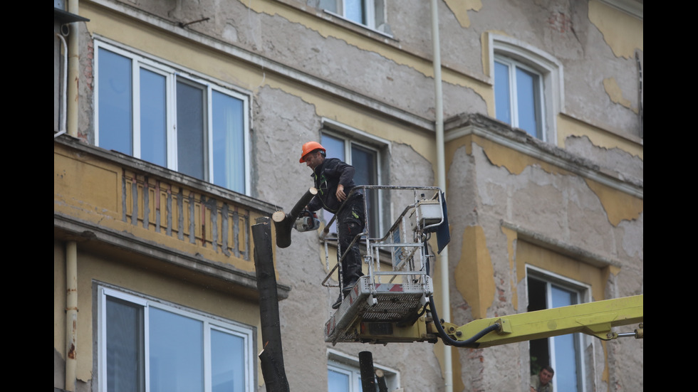 Започна рязането на дървета на улица "Опълченска" в София