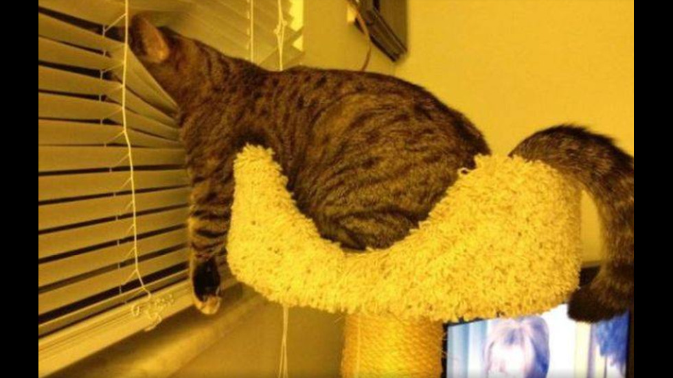 Котките – най-мързеливите същества