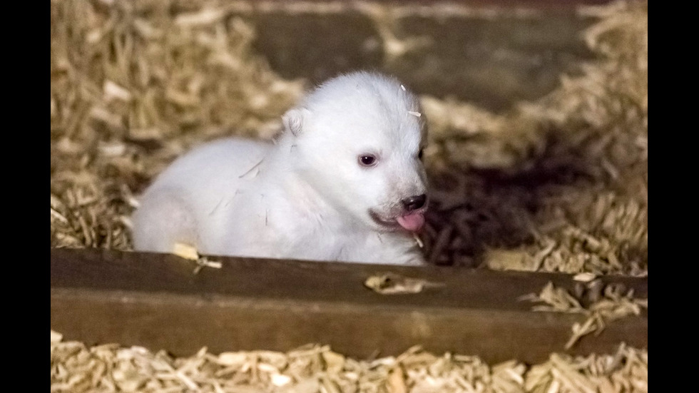 Първи ветеринарен преглед за полярното мече в зоопарка в Берлин