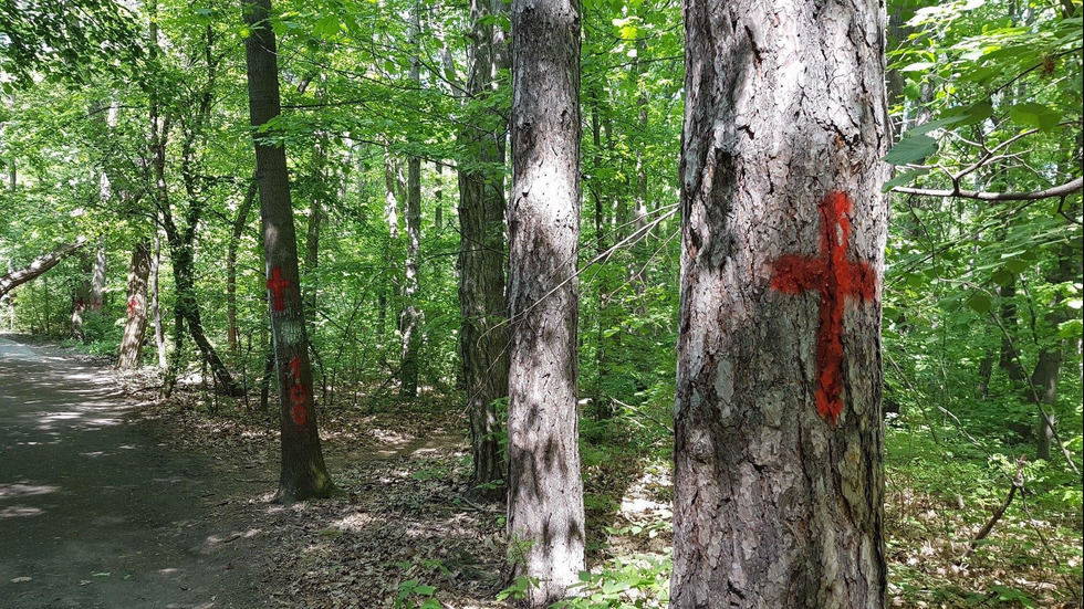Мъж рисува кървави кръстове в Борисовата градина