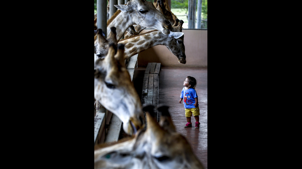 Зоопаркът в Банкок - мястото, където можеш да храниш жирафи