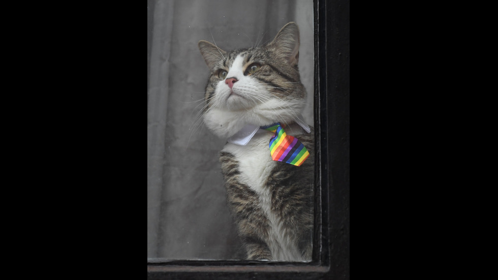 Котката на Асанж – стилна с вратовръзки