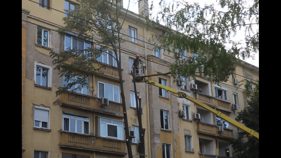 Започна рязането на дървета на улица "Опълченска" в София