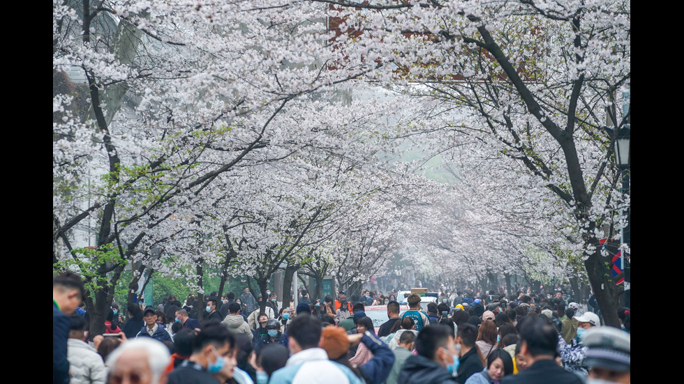 Туристите в Китай се радват на цъфналите вишни