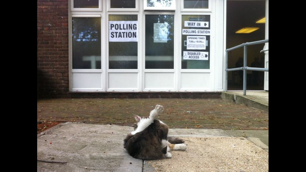 Котки – хит на изборите във Великобритания