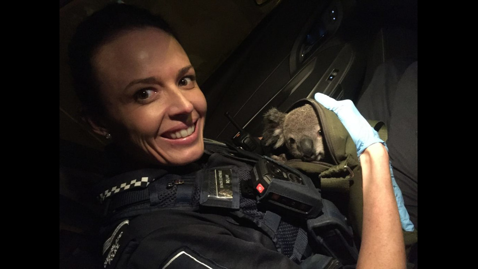В Австралия откриха коала в чантата на 50-годишна жена