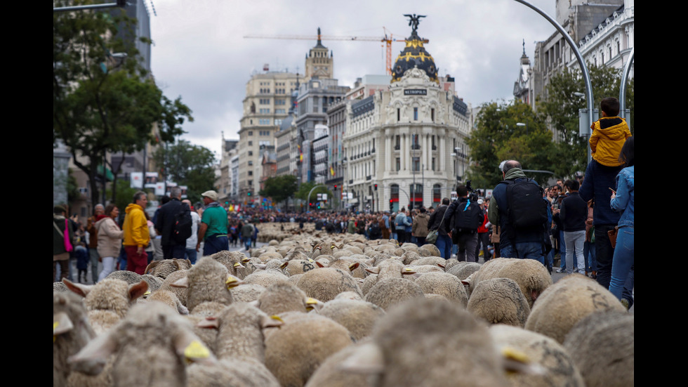 Стада овце блокираха центъра на Мадрид