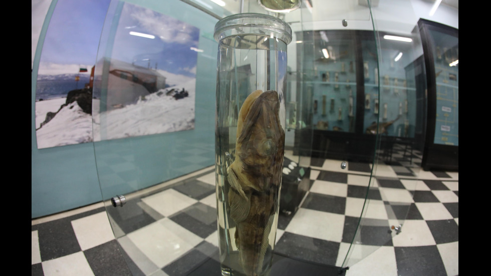Откриха постоянна експозиция "Биоразнообразието на Арктика" в НПМ
