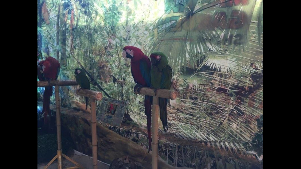 Уникална изложба на екзотични папагали в София