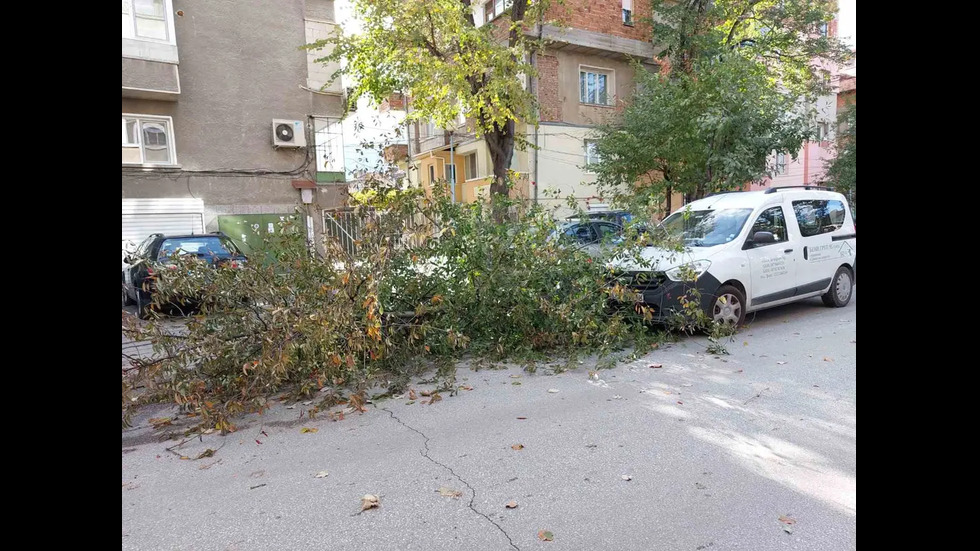 Сигнали за паднали дървета и клони, висящи ламарини, неукрепени билбордове в Пловдив