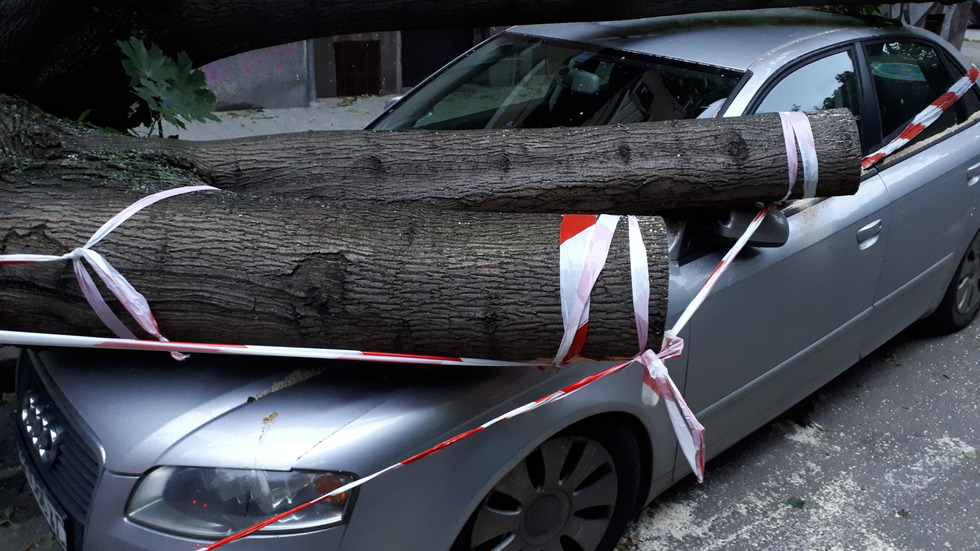 Дърво премаза кола в София