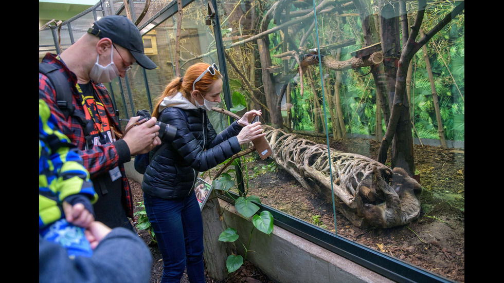 Сладките обитатели на зоопарк в Полша