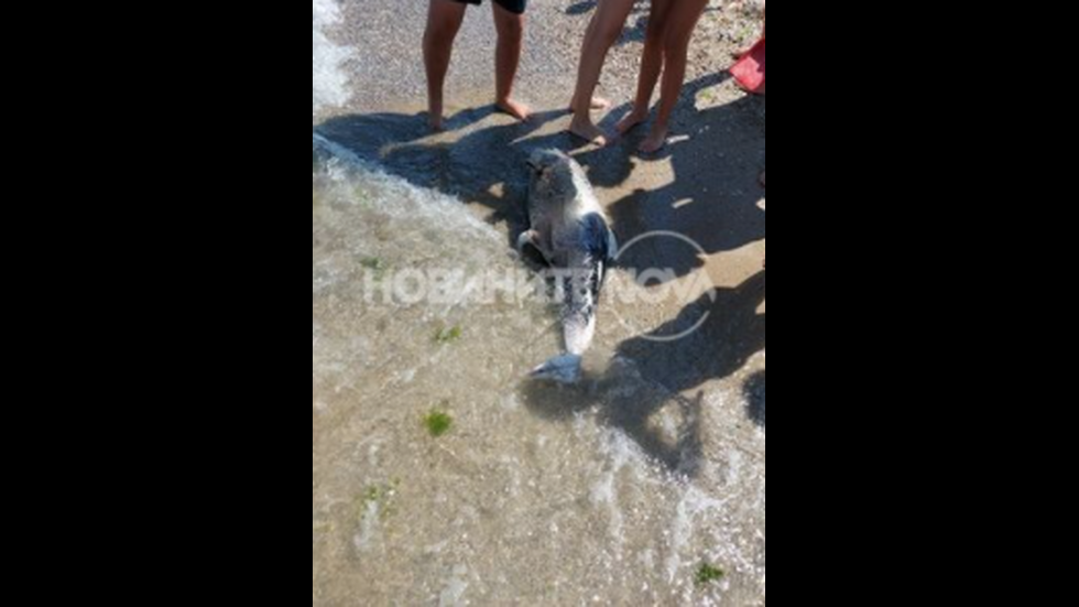 Откриха мъртъв делфин на плажа край Шабла