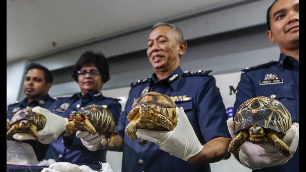 330 костенурки от застрашен вид бяха спасени в Малайзия