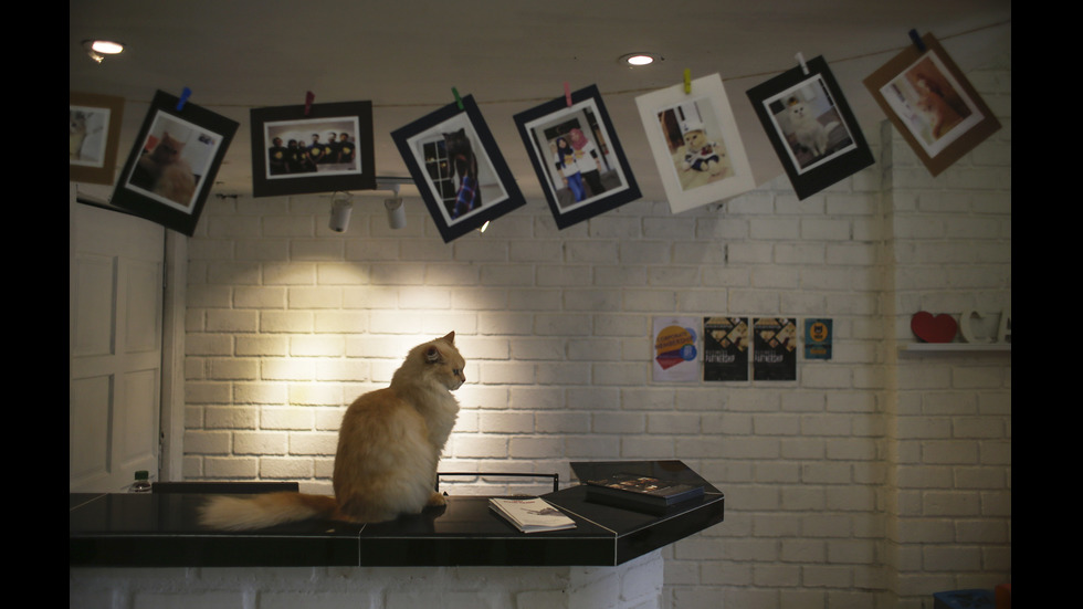 В Малайзия отвори врати 5-звезден хотел за котки