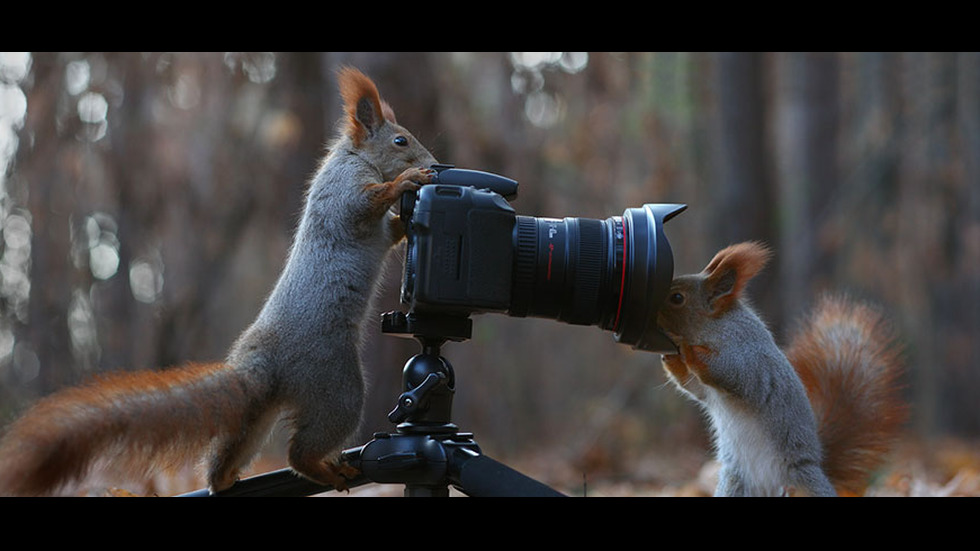 Играта на катеричките