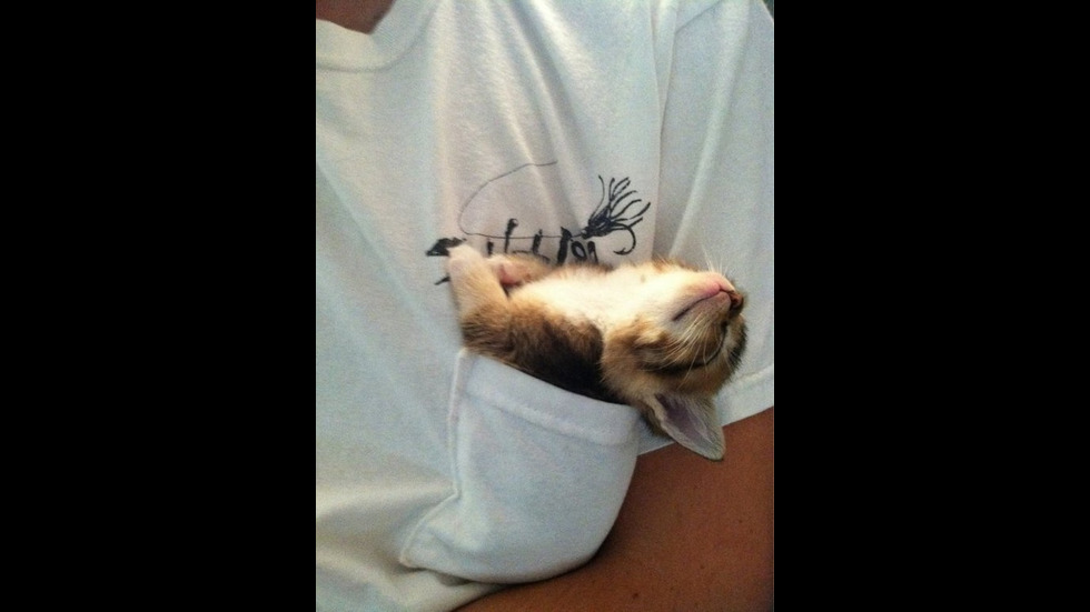 Котките - най-сладките спящи създания