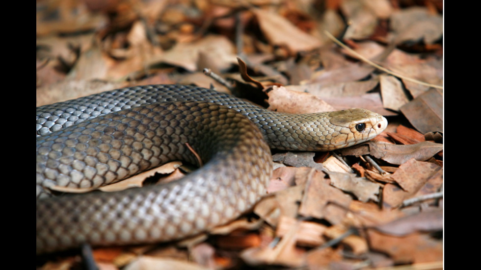 Най-опасните змии в света (ГАЛЕРИЯ)