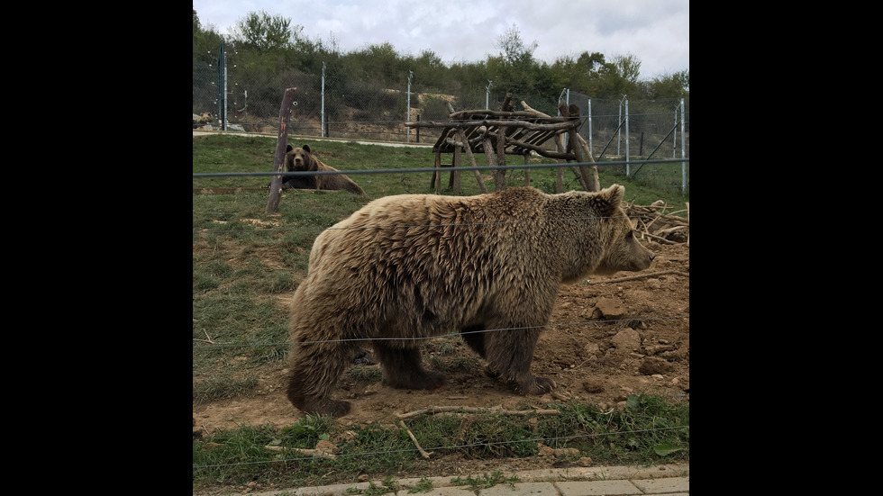 Наш екип спасява мечки в Албания