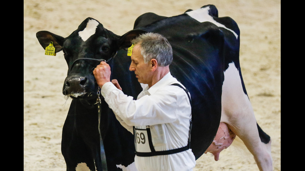 Избраха най-красивата крава на две германски провинции