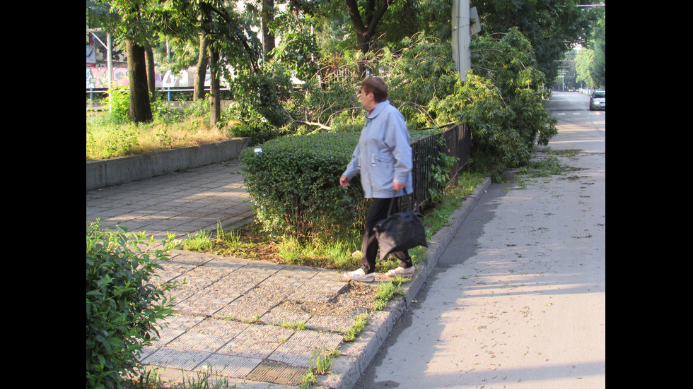 Силна буря повали дървета и електрически стълбове в Русенско