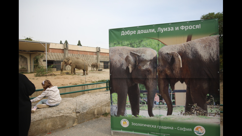 НОВИТЕ СЛОНОВЕ В СОФИЙСКИЯ ЗООПАРК: Фрося и Луиза вече радват посетителите