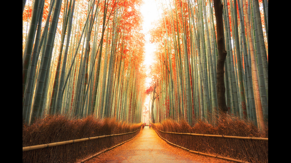 Есенна Япония - страната, в която ходят на "лов за листа"